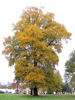 A tree with yellow leaves

Description automatically generated with medium confidence