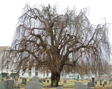 A tree in a cemetery

Description automatically generated with medium confidence